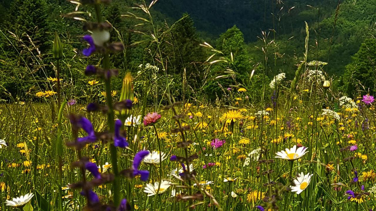 Apartmaji Pekovec Bohinj ภายนอก รูปภาพ